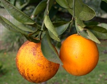 quand planter mandarinier