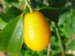 comment prendre soin d'un kumquat