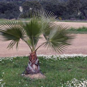 arrosage palmier
