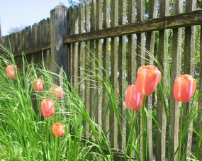 quand planter tulipes