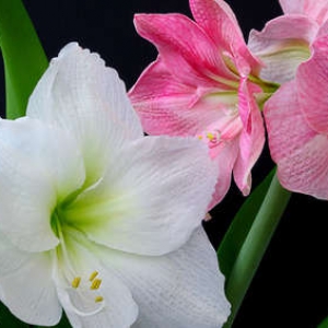 how to care for amaryllis in fall