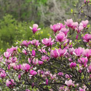 comment planter magnolia
