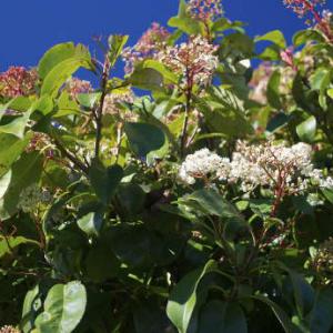 comment planter photinia x fraseri red robin