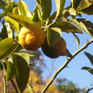 comment planter citronnier 4 saisons