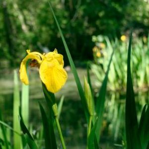 comment planter iris des marais