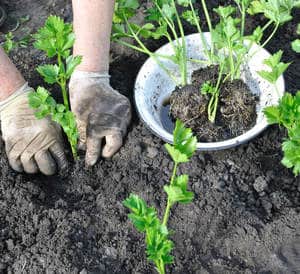 comment planter celeri rave