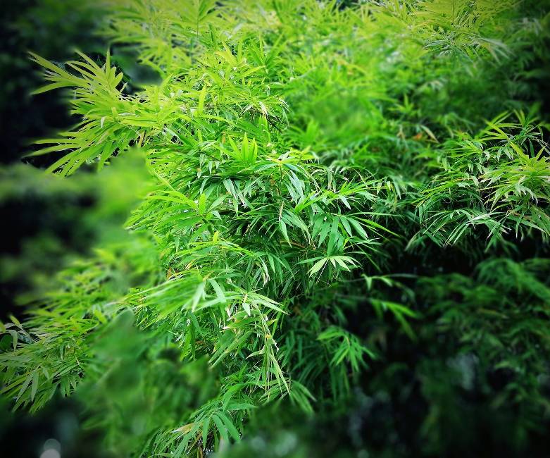 planter une tige de bambou