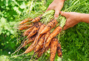 planter une carotte