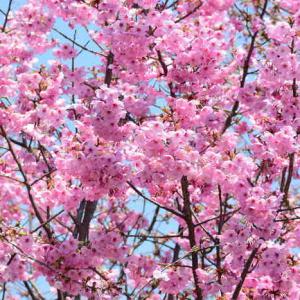 planter un cerisier du japon